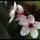 Spring Beauties for Sue