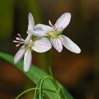 Spring Beauty