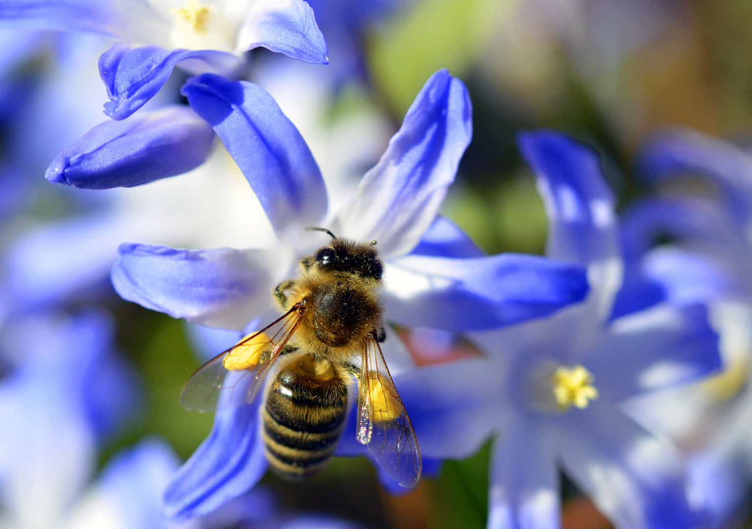 Spring Bee