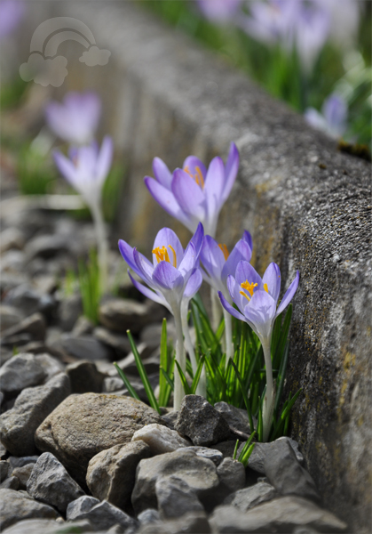 spring begins to bloom