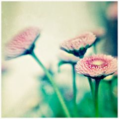 * spring bellis *