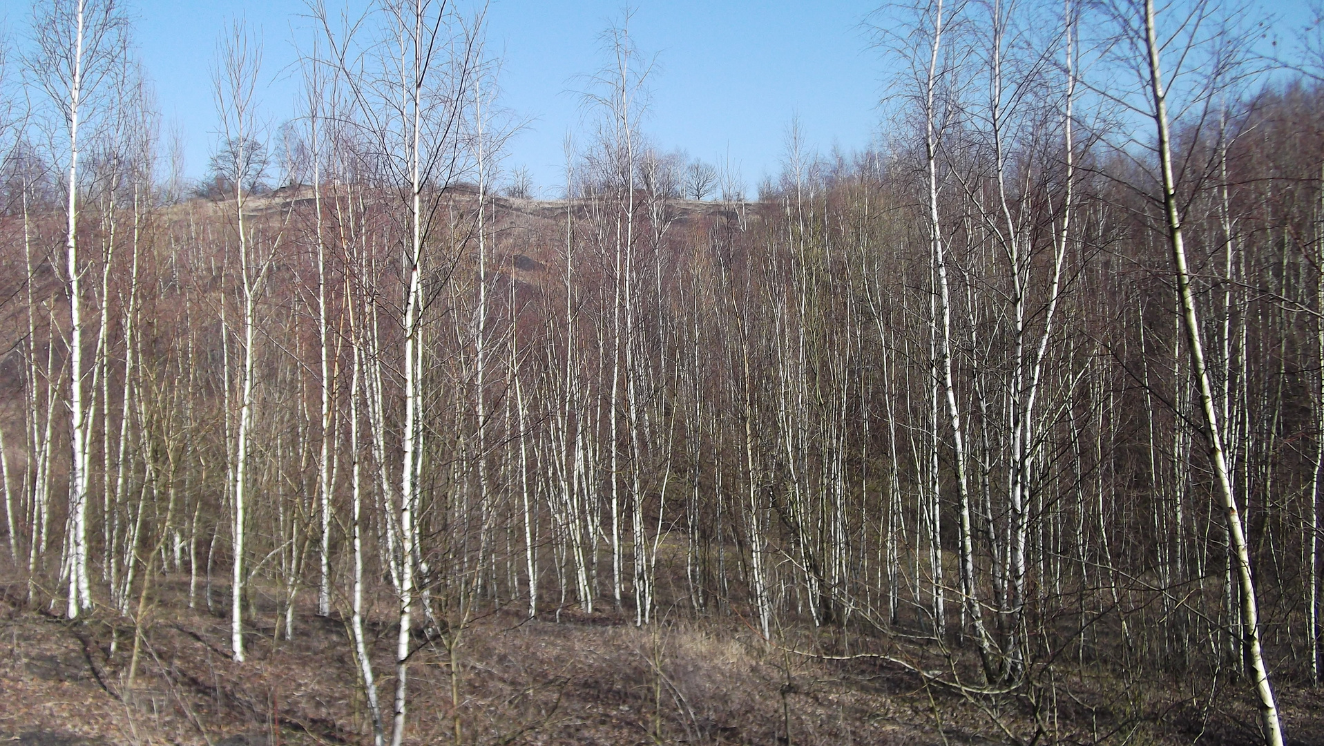 Spring Birches