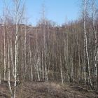 Spring Birches