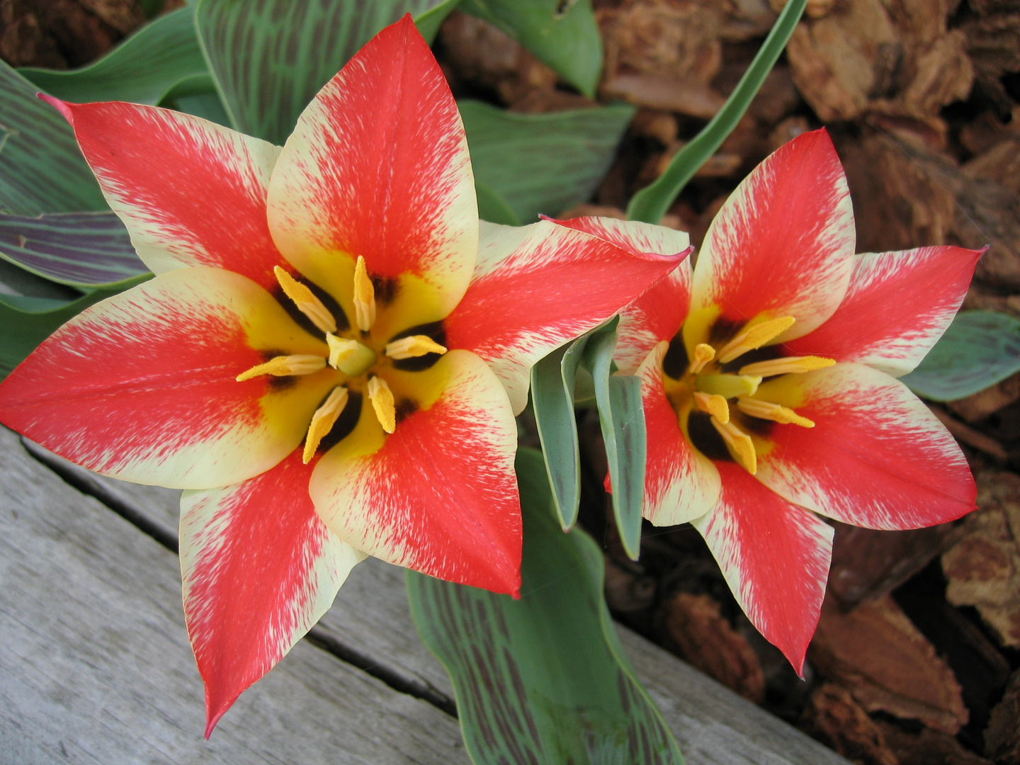 Spring Blooms April Elk Grove Chicago Illinois