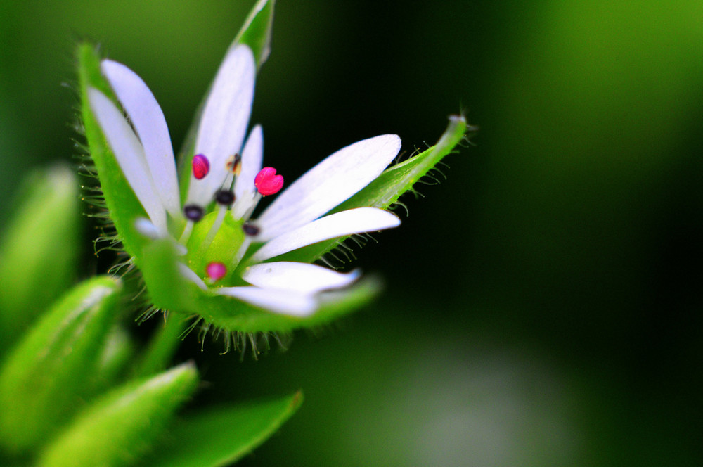 Spring Blossom 2