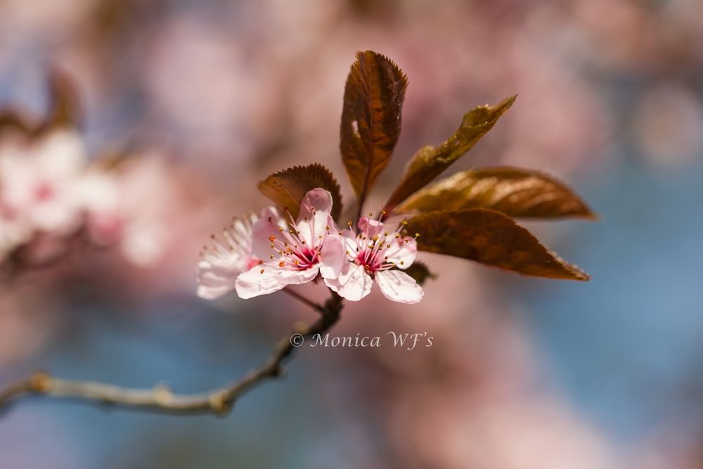 Spring blossom ....
