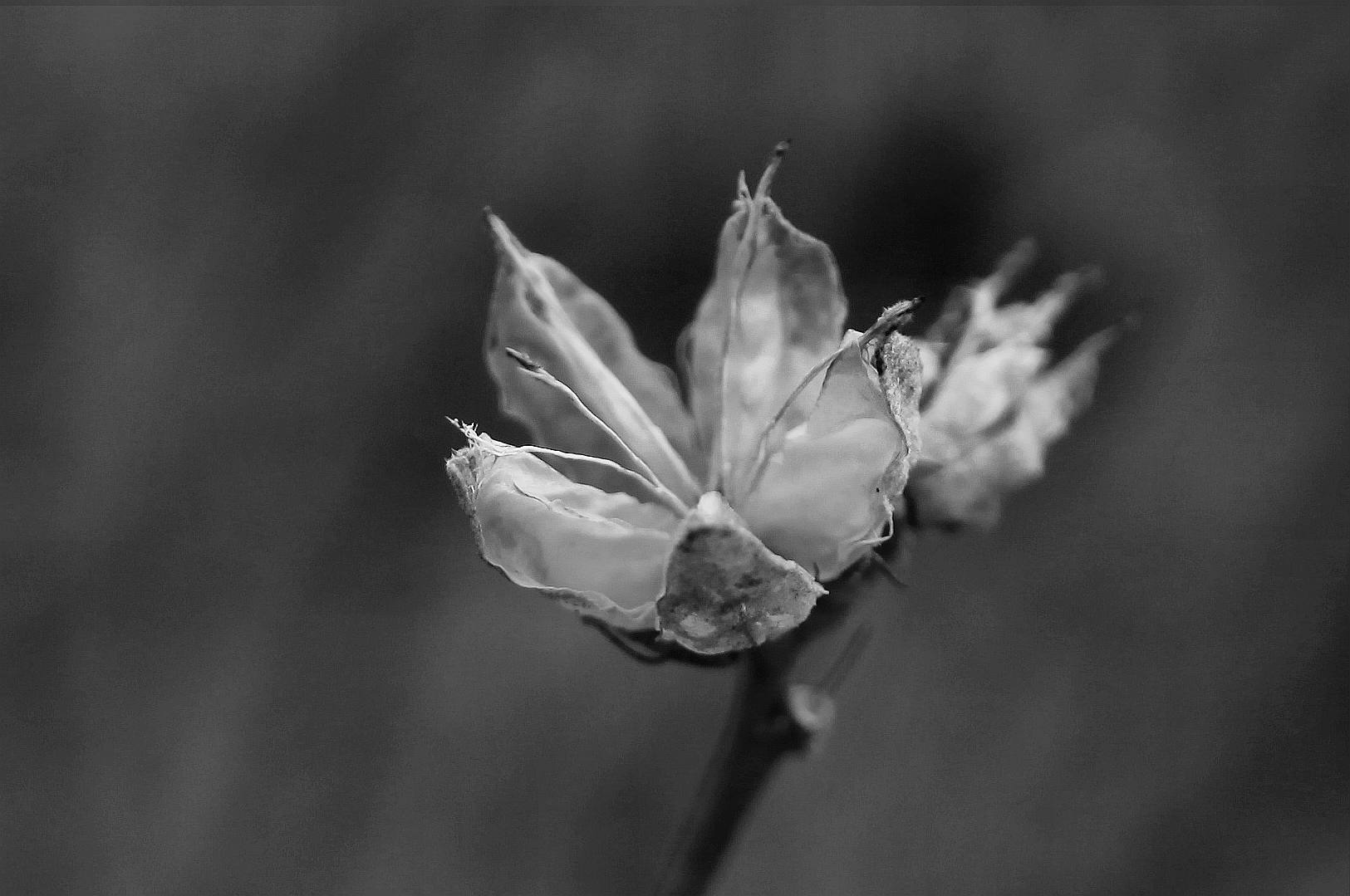 Spring Blossom