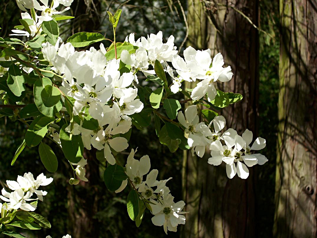 Spring blossom