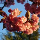 Spring blossom in Vancouver