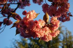 Spring blossom in Vancouver