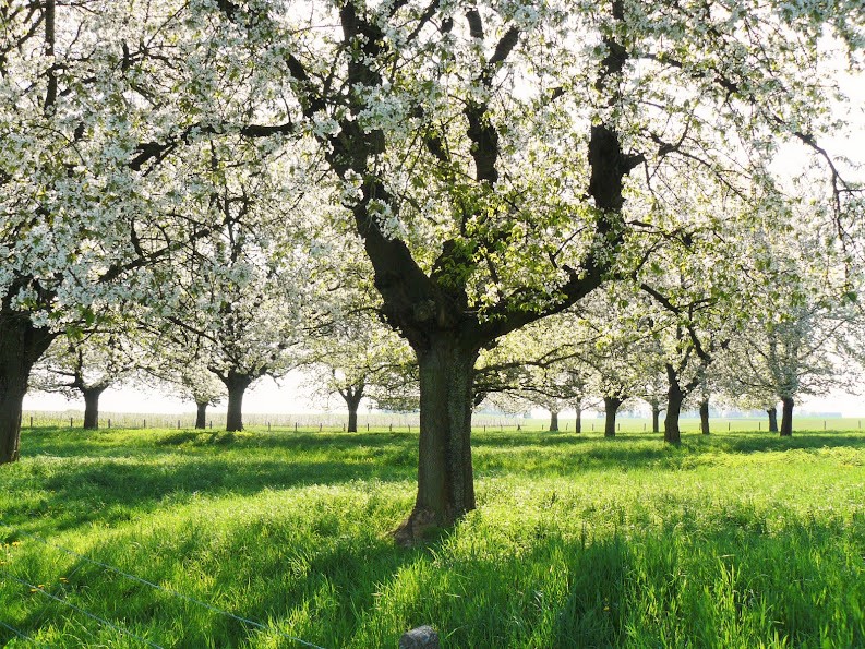 Spring blossoming 