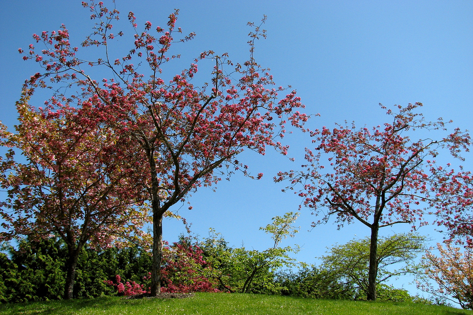 Spring Blossoms for Your Sunday