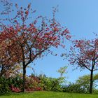 Spring Blossoms for Your Sunday