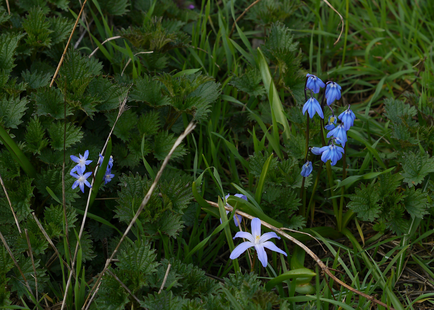 spring blues