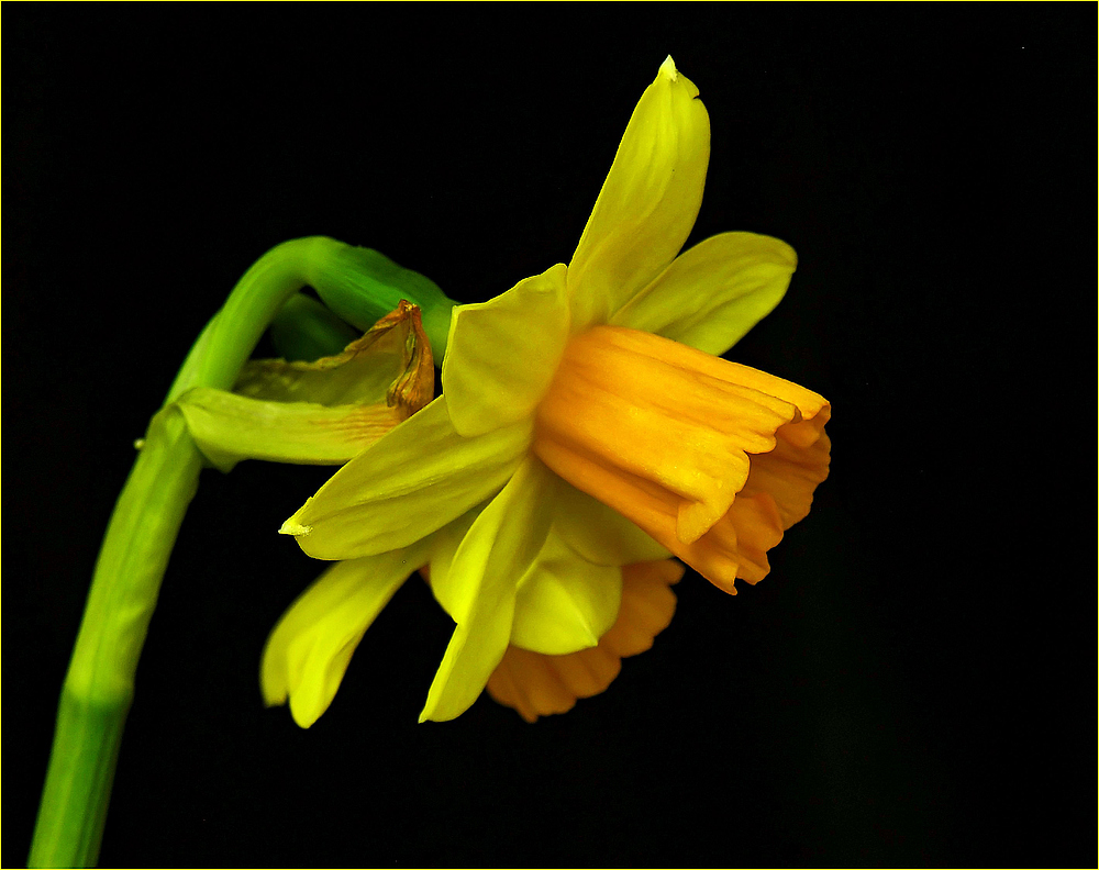 Spring bound  -  Dem Frühling entgegen