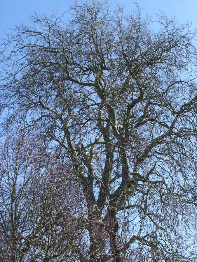 Spring Branches against a Blue Sky