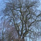 Spring Branches against a Blue Sky