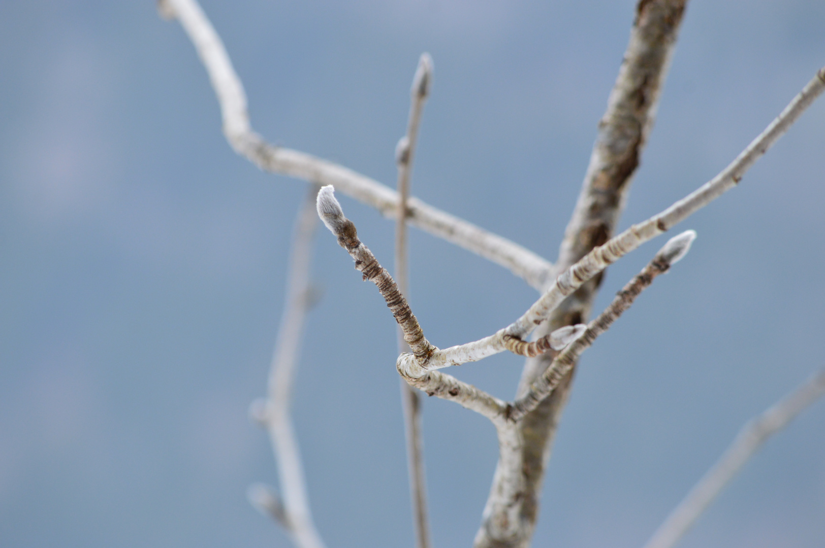 Spring buds