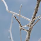 Spring buds