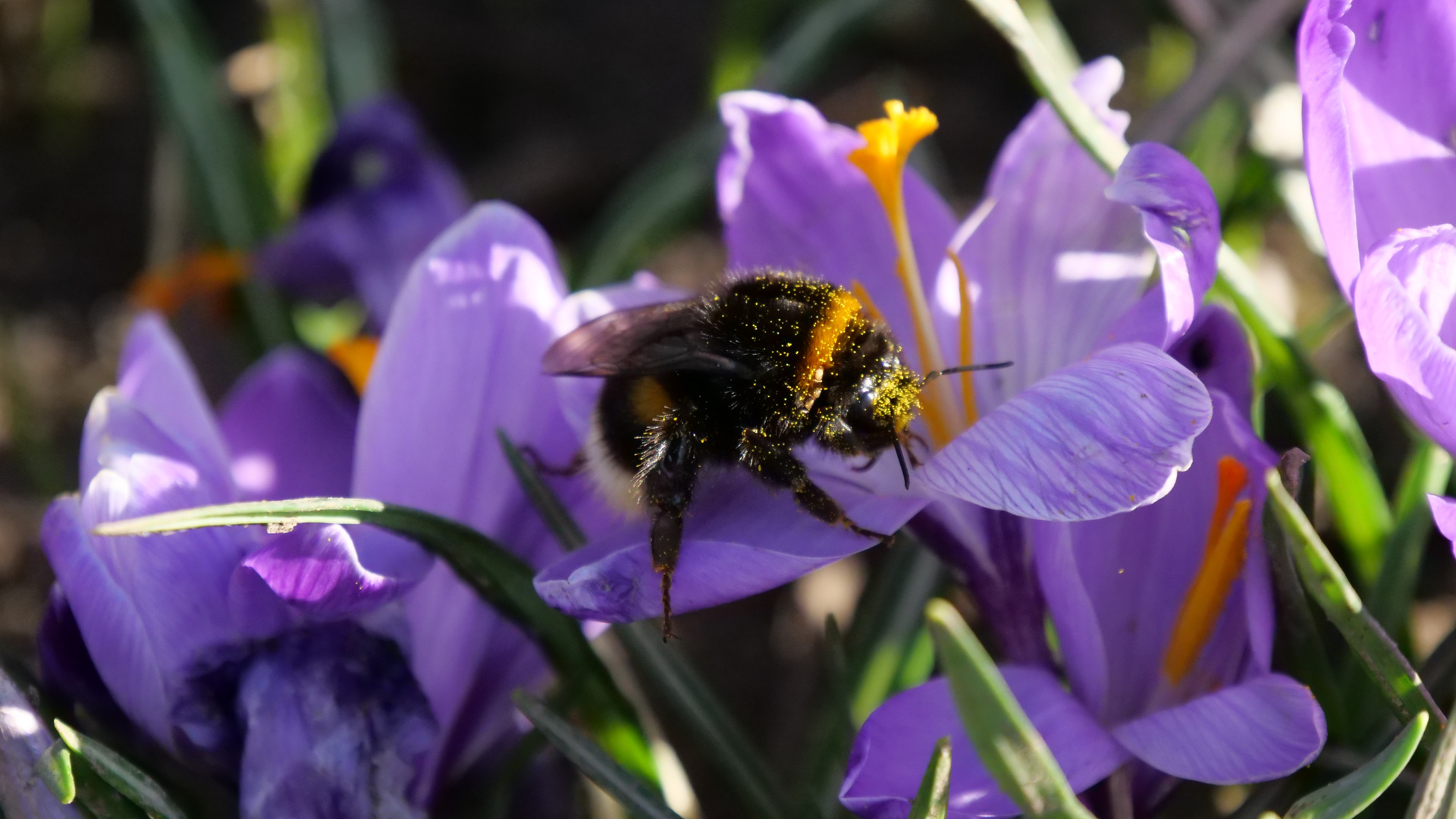 spring bumblebee