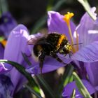 spring bumblebee