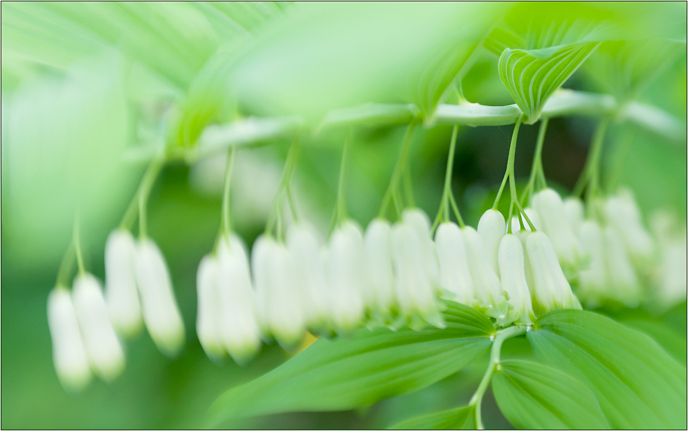 spring by lensbaby I