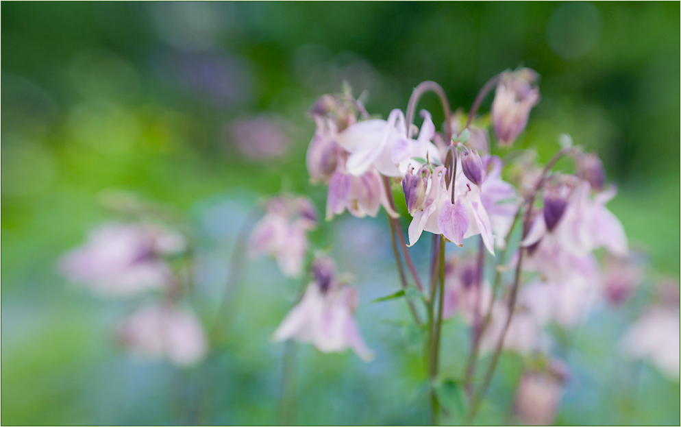 spring by lensbaby II