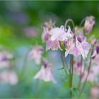 spring by lensbaby II