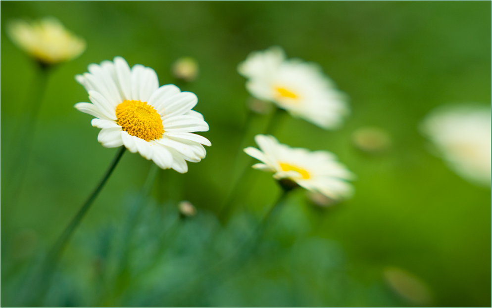 spring by lensbaby III