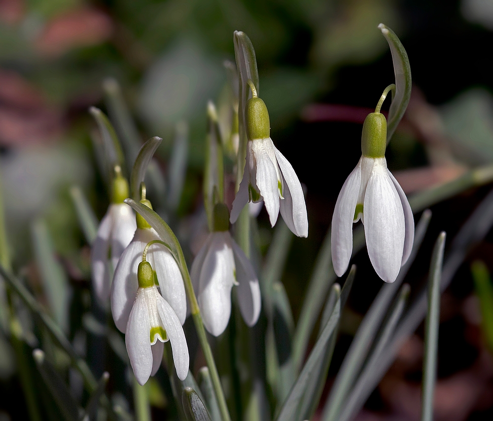 Spring Close - up