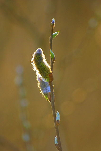 spring closeup