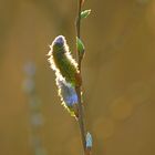 spring closeup