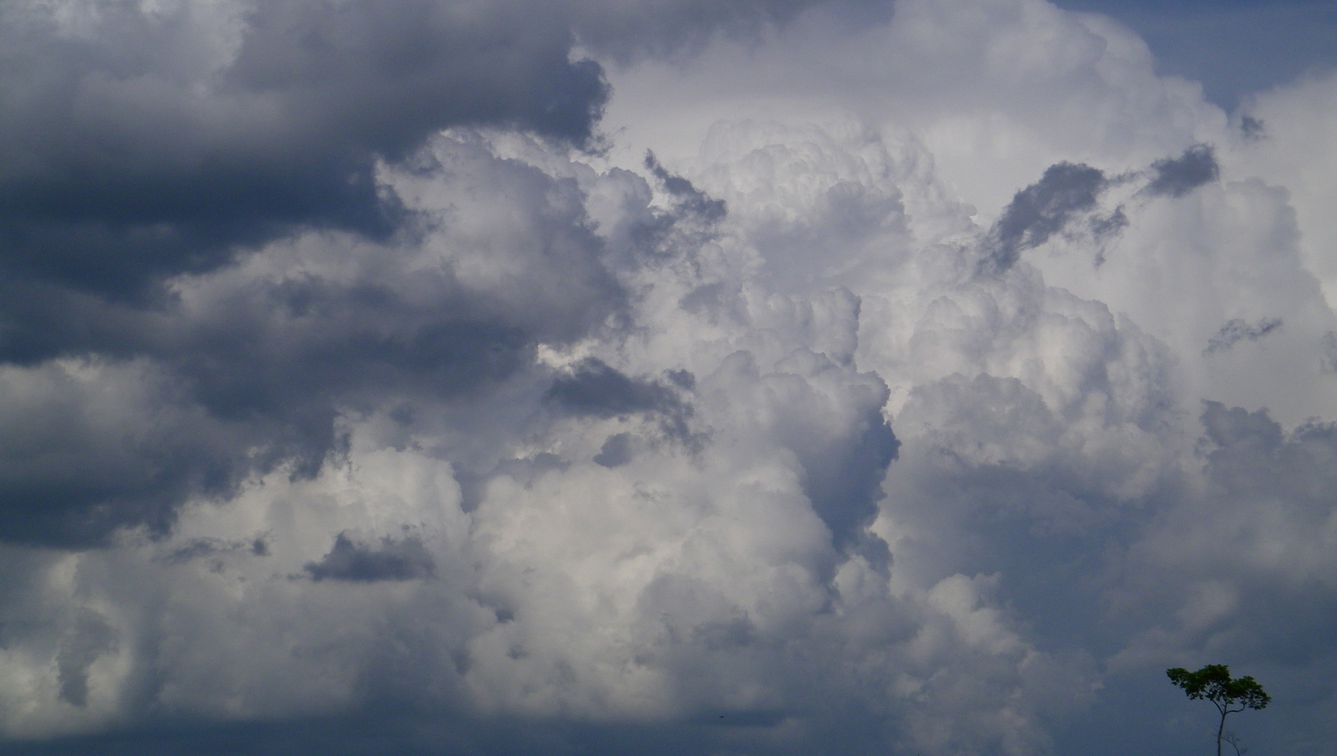 Spring clouds, as a tree looks on