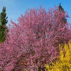 Spring colors