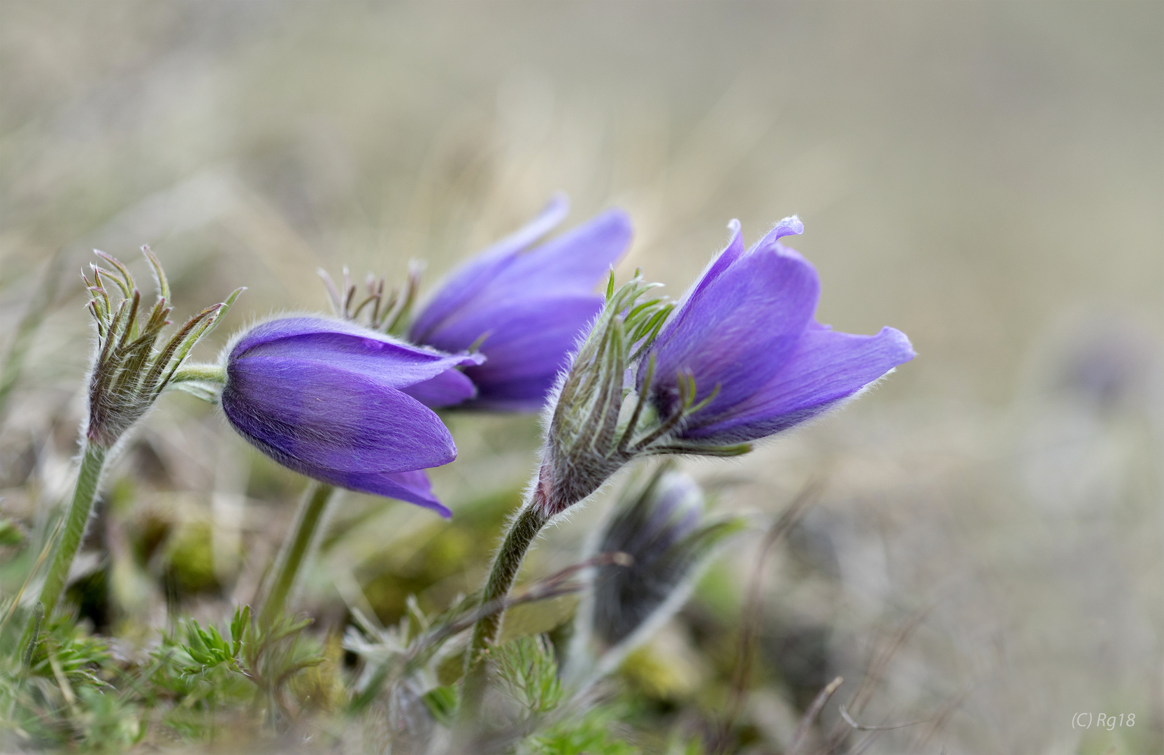 spring colours