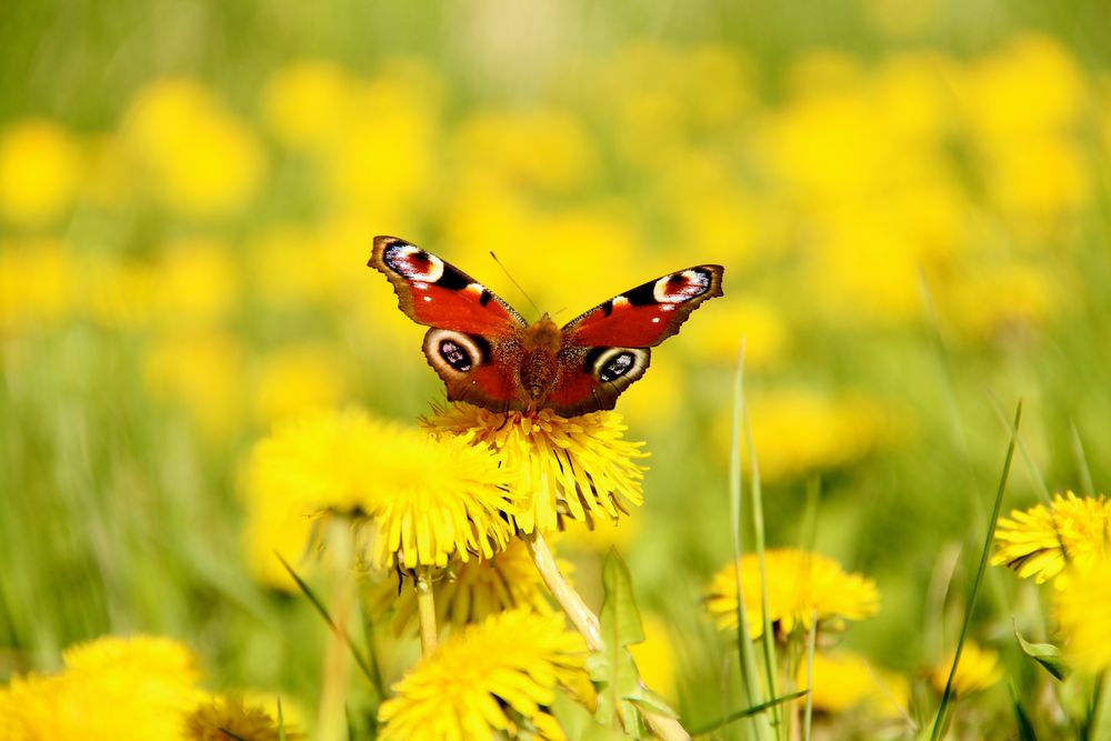 Spring colours