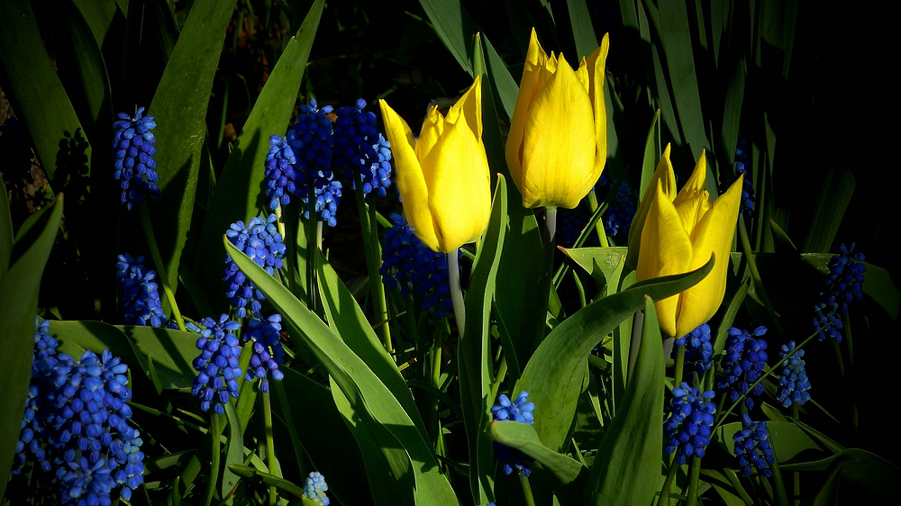 Spring Colours Parade (5)