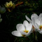 Spring Crocus