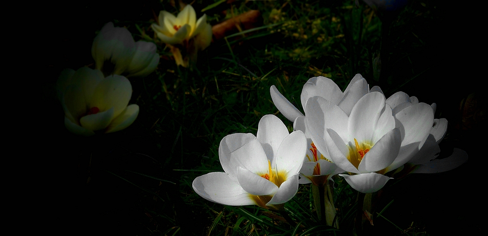 Spring Crocus