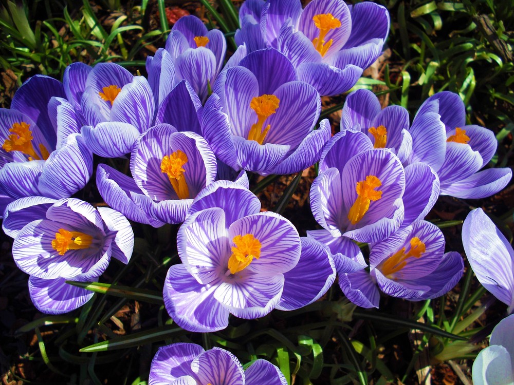 Spring Crocus