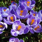 Spring Crocus