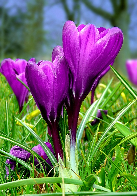 Spring Crocus 