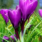 Spring Crocus 