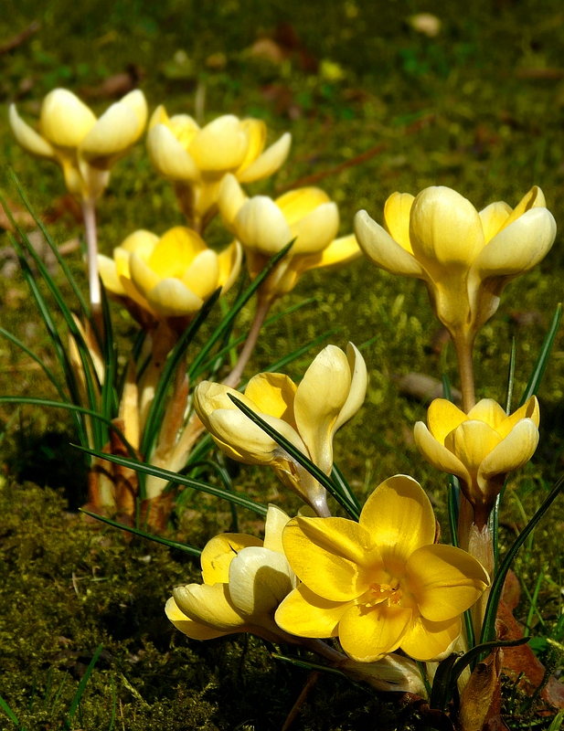 Spring Crocus