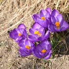 Spring crocuses