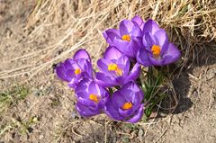 Spring crocuses