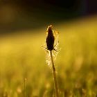 spring dandelions