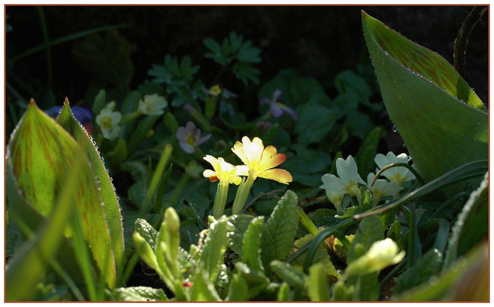 Spring discovered - Frühling entdeckt?