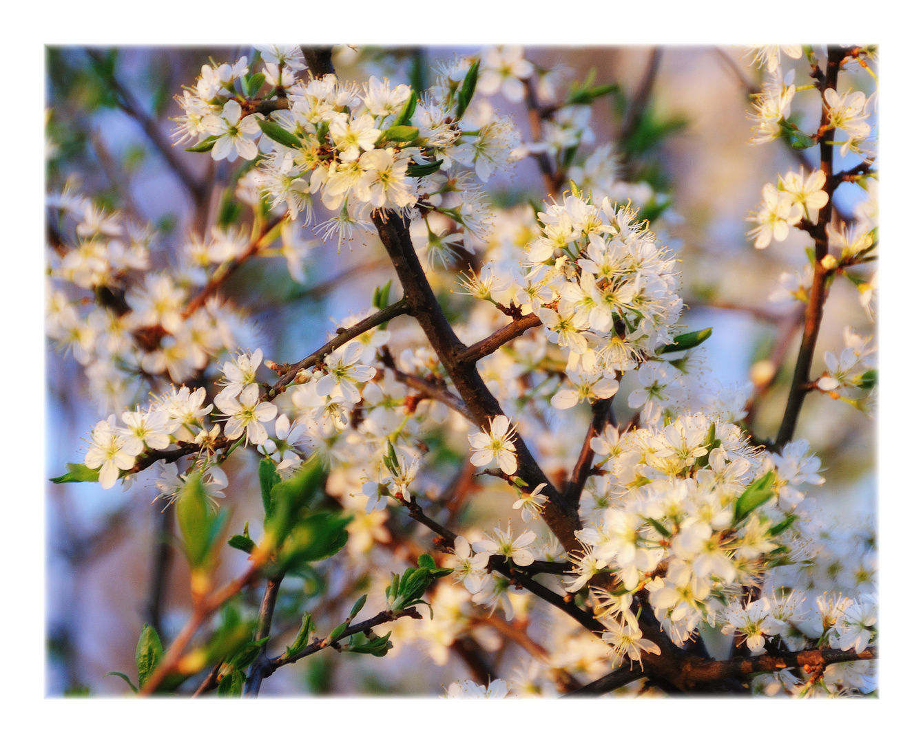 spring evening light ...(2)