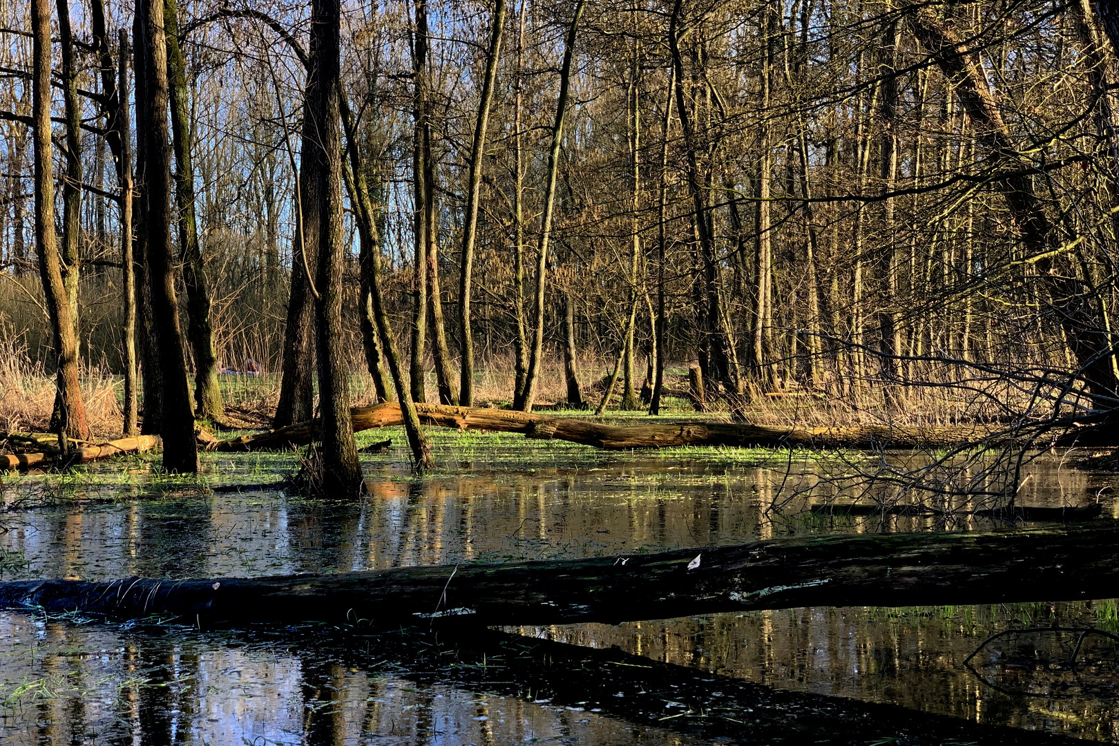 spring evening sun over the moor pond